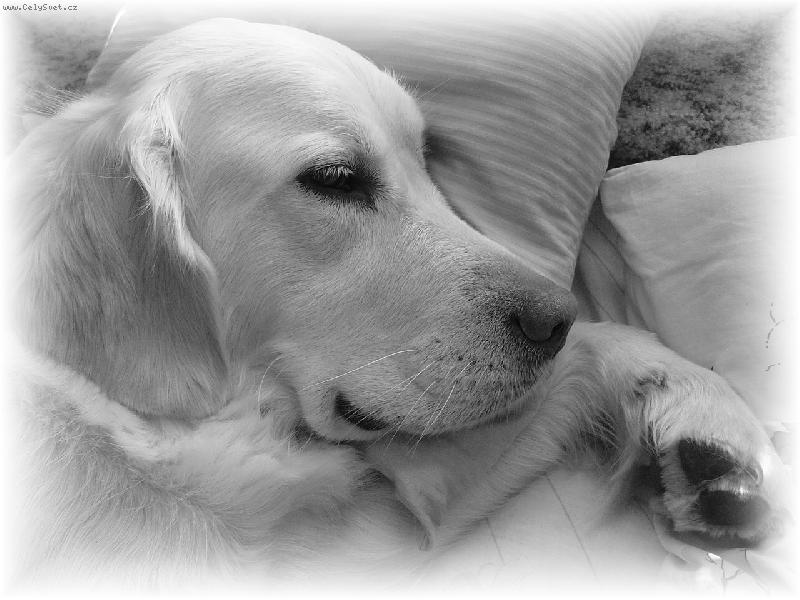 Foto: Eliska-Chvilku na to mi moje "p��erka" usnula :-)