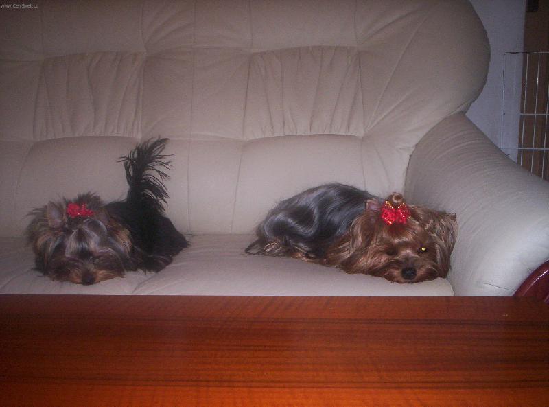 Foto: J� jsem Kv�nka  a vedle Butynka......-pohodi�ka, hl�dat nemus�me......