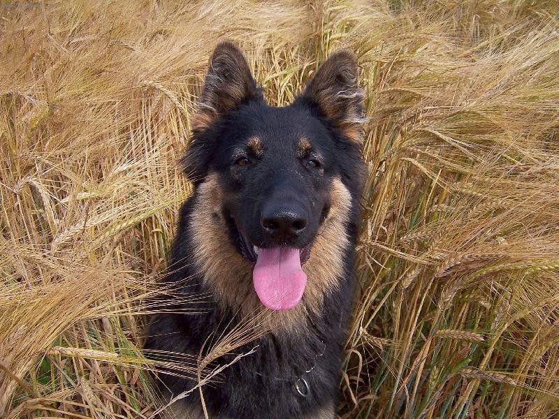 Foto: ku��tko a obil�