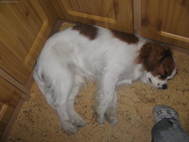 Foto: Oslava-u� jsem tak unaven�.