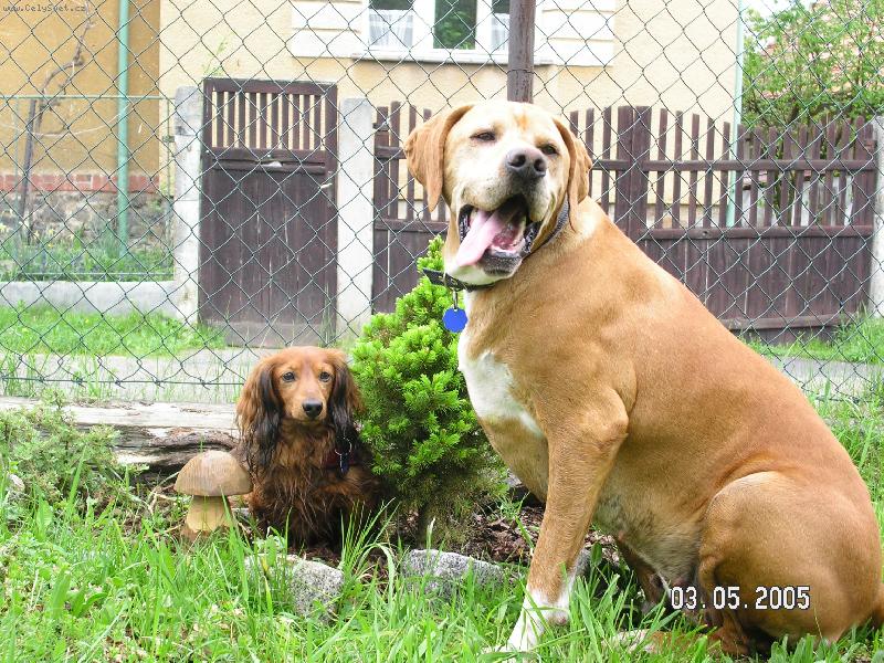 Foto: nejlep�� k�mo�i-M�j pejsek Siginka s nejlep��m k�mo�em jezev��kem Mat�skem