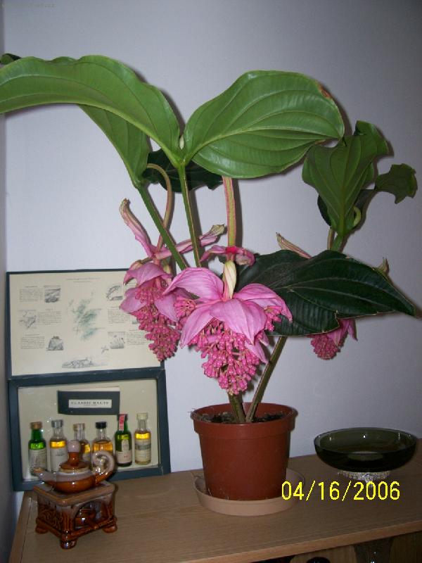 Foto: Tupou�ek z d�lky