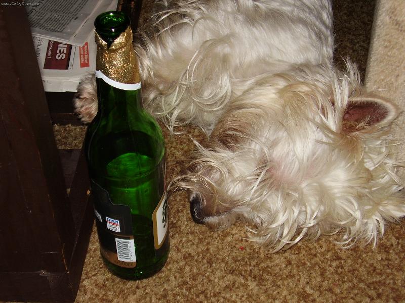 Foto: Po fl�mu-Miluju chlazenou Plze�