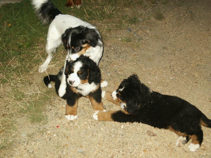 Foto: �um��ci s teti�kou...