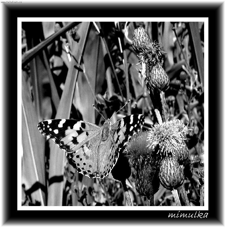 Foto: mot�l a bodl�k