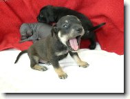 Vrh E ch.s.M�s��n� kv�tina