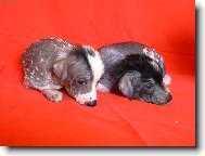 Vrh F ch.s.M�s��n� kv�tina