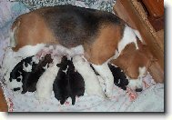 Kr�sa ps�ho �ivota