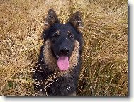 ku��tko a obil�