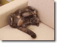 Odpoledn� siesta