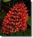 Blahoke�, klerodendrum