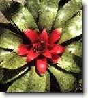 Nidul�rium, hn�zdo�