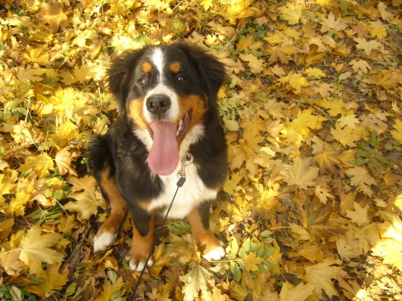 Foto: Fay na podzimn� vych�zce