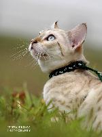 Chovatelska stanice ps�: AURA RAINBOW